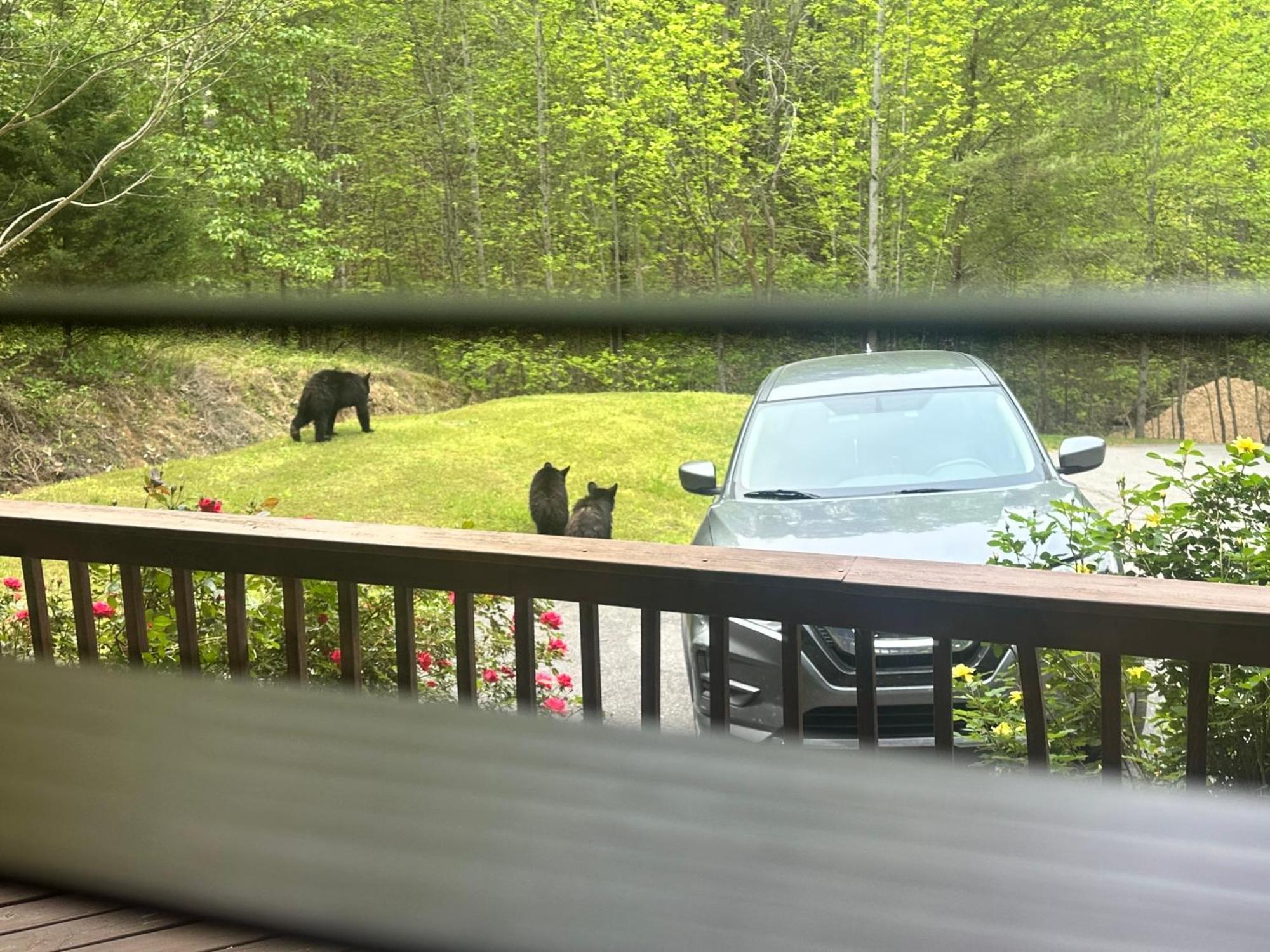Beary Tale! Your Happily Ever After Starts Here! Sevierville Ngoại thất bức ảnh